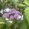 Hydrangea aspera 'Macrophylla'