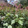 Salvia 'Kisses and Wishes' PBR
