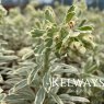Euphorbia characias 'Variegata' (v)