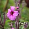 Geranium maderense