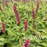 Bistorta amplexicaulis 'JS Calor'