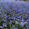 Omphalodes cappadocica 'Cherry Ingram' (3 litre pot)
