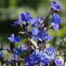 Omphalodes cappadocica 'Cherry Ingram' (3 litre pot)