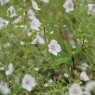 Parahebe 'Snow Clouds'