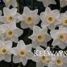 Narcissus 'High Society' (1 litre pot)