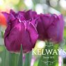 Tulipa 'Showcase' (2)