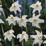 Narcissus poeticus (13)