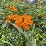 Cosmos bipinnatus Bright Lights (mixed) (d)