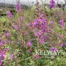 Lythrum salicaria 'Swirl'