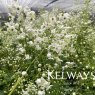Thalictrum Splendide White ('Fr21034' PBR)