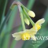 Narcissus 'Minnow' (8)