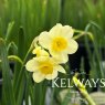 Narcissus 'Minnow' (8)