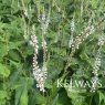 Bistorta amplexicaulis 'Alba'
