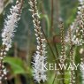 Bistorta amplexicaulis 'Alba'