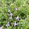 Campanula poscharskyana 'Pinkins'
