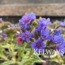 Pulmonaria 'Trevi Fountain'
