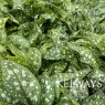 Pulmonaria 'Trevi Fountain'