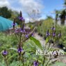 Verbena hastata