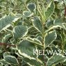 Weigela 'Nana Variegata'