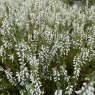 Calluna Betty