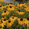 Rudbeckia fulgida 'City Garden'