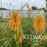 Kniphofia galpinii