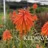 Kniphofia Ember Glow ('Tneg' PBR) (Glow Series)