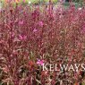 Oenothera lindheimeri Gaudi Red ('Florgaured') (G)