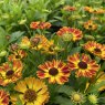 Helenium Fuego