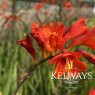 Crocosmia Anna Marie
