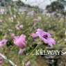 Althaea cannabina
