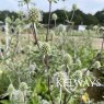 Eryngium planum 'Silver Salentino'
