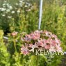 Silene chalcedonica 'Carnea'
