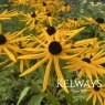 Rudbeckia fulgida FOREVER GOLD ('Joteve')