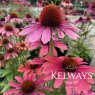 Echinacea 'Pink Pearl' (Pearl Series)