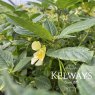 Impatiens scabrida