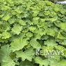 Alchemilla epipsila
