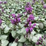 Lamium maculatum 'Beacon Silver' (2 litre pot)