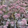 Sedum Red Sparkle