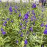 Salvia 'Blue Note' PBR