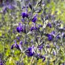 Salvia 'Blue Note' PBR