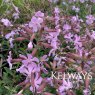 Saponaria x lempergii 'Max Frei'