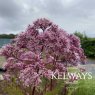 Eutrochium maculatum (Atropurpureum Group) 'Gateway'
