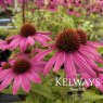 Echinacea purpurea POWWOW WILD BERRY ('Pas702917' PBR) (PowWow Series)