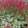 Heuchera 'Paris' PBR