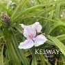Tradescantia Bilberry Ice