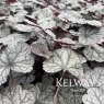 Heuchera Silver Scrolls