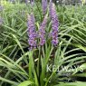 Liriope muscari 'Ingwersen'