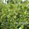 Griselinia littoralis 'Green Horizon' (7.5 litre pot)
