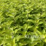 Caryopteris x clandonensis 'Good As Gold'